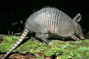 Armadillo -- Possum on the Half-Shell