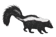 Skunk (Species =  Governmentus Agentus)