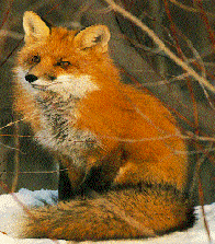 Red Fox