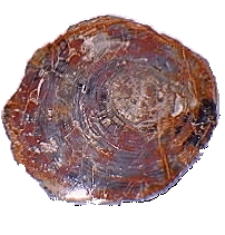 Petrified Wood -- Flora Mississippi